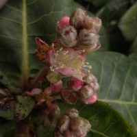 Symplocos cordifolia Thwaites